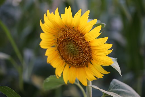 4230