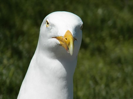 64462