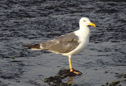 55994