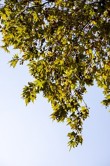 110020
