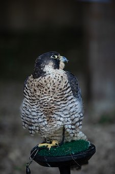 6952