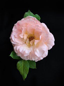 26896