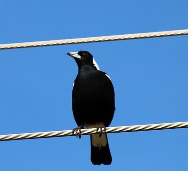 11159