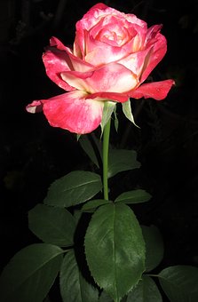 19945