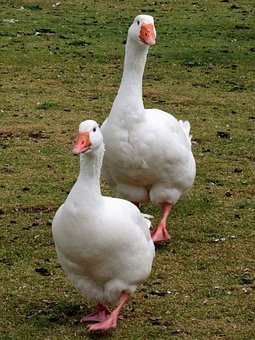 42505