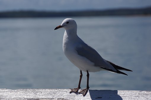 52702