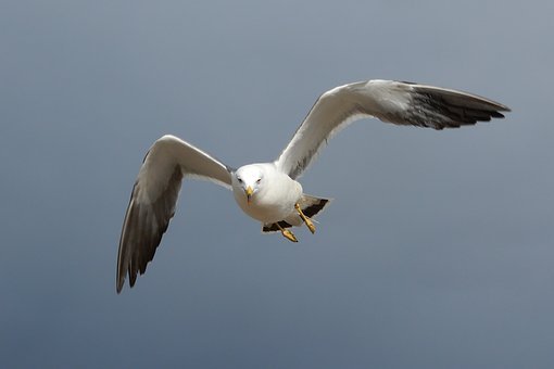 163259