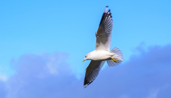 85531