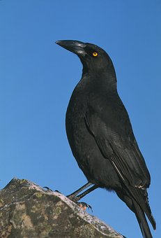 116339