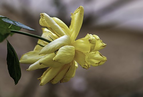 64564