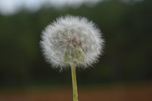 55606