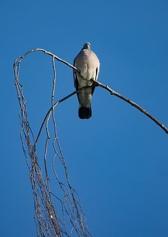 26655