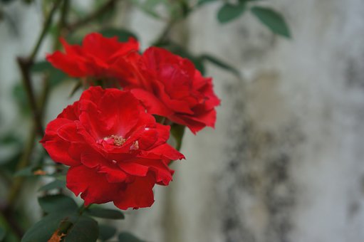 20015