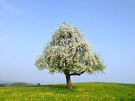 296245