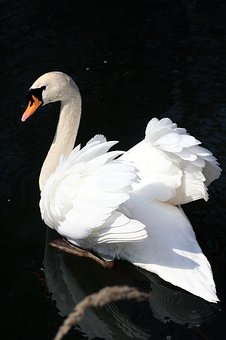 33204