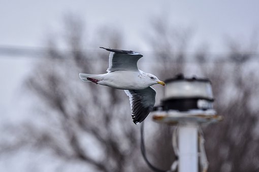 99518