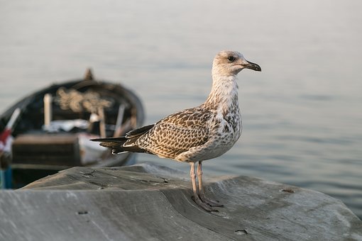 72448