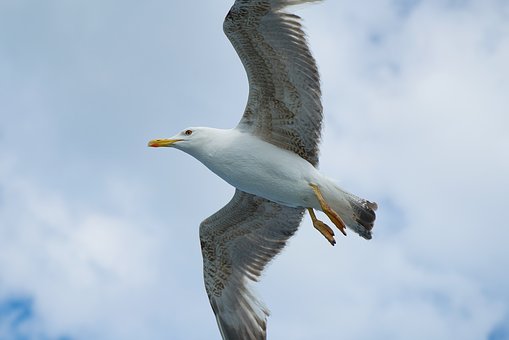32997
