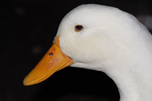 85093