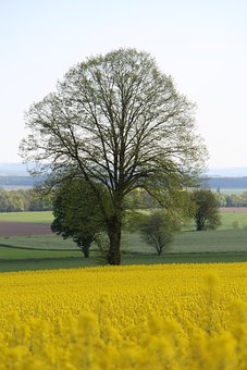 66575