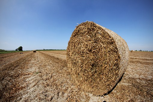 293991