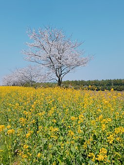 977