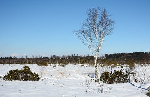 224526