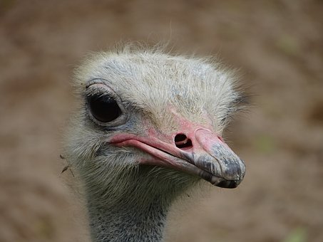 66554