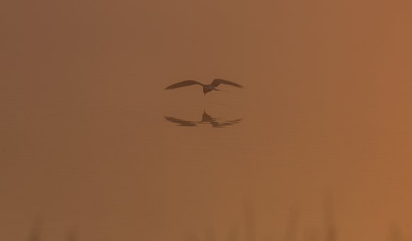 120036